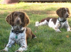 dwa, leżące, Springer spaniel angielski