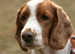 głowa, Springer spaniel walijski