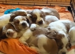 słodkie, szczeniaki, Springer spaniel walijski