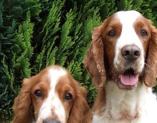 dwie, mordki, Springer spaniel walijski