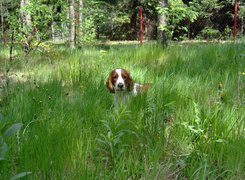 Springer spaniel walijski, wysoka, trawa