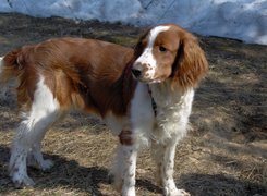 Springer spaniel walijski, rudo-białe, umaszczenie