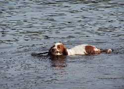 płynący, Springer spaniel walijski, kij, woda