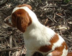 szczeniak, Springer spaniel walijski