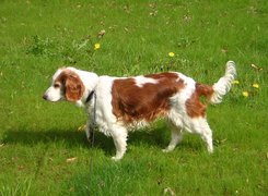 duży, Springer spaniel walijski, soczysta, trawa