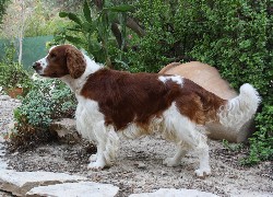 Springer spaniel walijski, kaktus