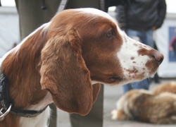 głowa, Springer spaniel walijski