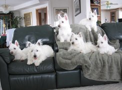 sześć, West Highland White Terrier, czarna, kanapa