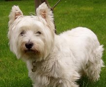 słodki, West Highland White Terrier