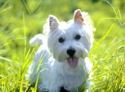 słodki, West Highland White Terrier, soczysta, trawa