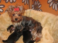 karmiąca, suka, trzy, szczeniaki, Yorkshire Terrier