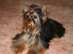 słodki, Yorkshire Terrier, spinka