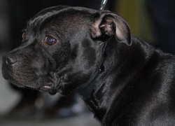 morda, Staffordshire Bull Terrier