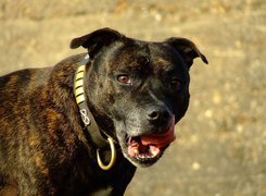 Staffordshire Bull Terrier, obroża