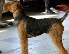 Airedale Terrier