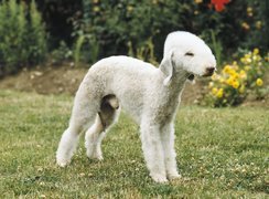 Bedlington Terrier