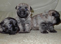 trzy, słodkie, szczeniaki, Cairn Terrier