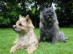 Cairn Terrier, zielona, trawa