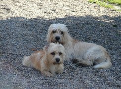 Dandie Dinmont Terrier, kamyki