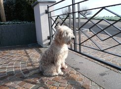 Irish Soft coated wheaten terrier, ogrodzenie