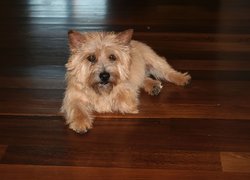 Norwich terrier