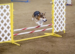 Welsh corgi pembroke, przeszkoda