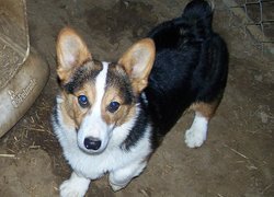 Welsh corgi pembroke, czarne, podpalane, umaszczenie