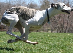 Whippet