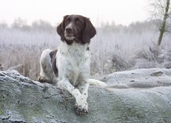 leżący, Wyżeł Munsterlander Mały, Mały Munsterlander