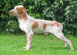 Wyżeł włoski krótkowłosy, Bracco italiano