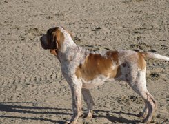 Wyżeł włoski krótkowłosy, Bracco italiano, piasek