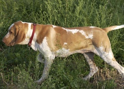 Wyżeł włoski krótkowłosy, Bracco italiano, czerwona, obroża, trawa