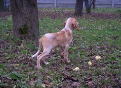 Wyżeł włoski krótkowłosy, Bracco italiano, trawa, liście