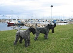 trzy, Kerry blue terrier