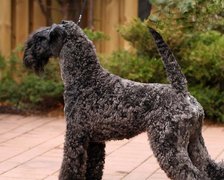 Kerry blue terrier