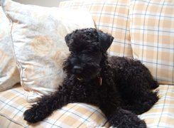 Kerry blue terrier, sofa