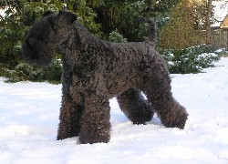 Kerry blue terrier, śnieg