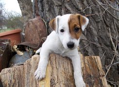 Jack Russell Terrier, pieniek