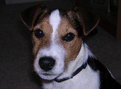 głowa, Jack Russell Terriera