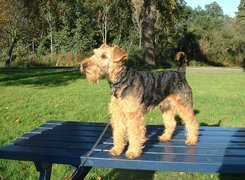 Lakeland Terrier, niebieska, ławka