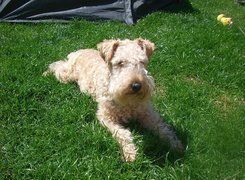 Lakeland Terrier, pszeniczne, umaszczenie