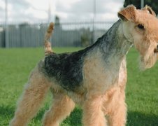 Lakeland Terrier