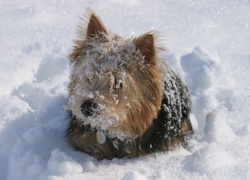 Norwich terrier, śnieg