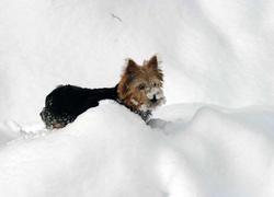 Norwich terrier