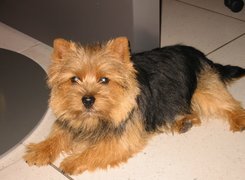 czarno-rudy, Norwich terrier