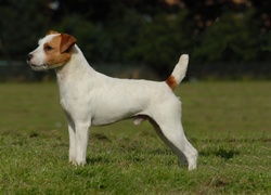 Parson Russell Terrier, trawa