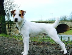 Parson Russell Terrier, most
