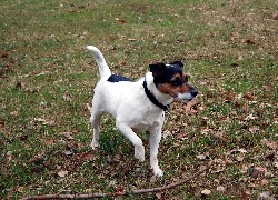 Parson Russell Terrier, kij