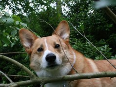 Welsh corgi pembroke, las