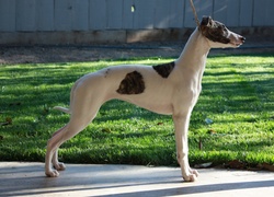 Whippet, trawa